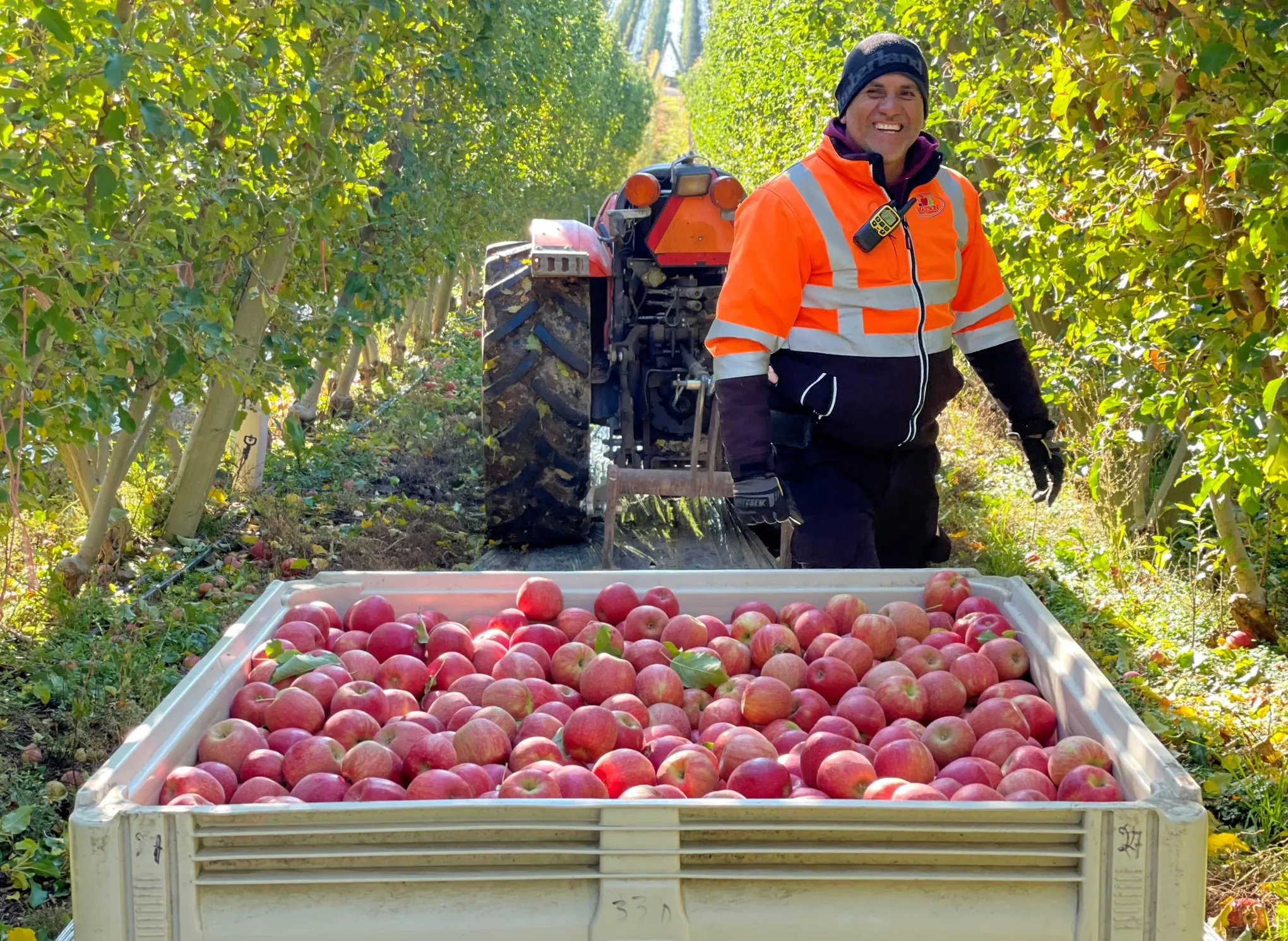 Apple Farming
